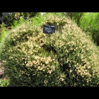 Cytise herisson - Erinacea Anthyllis (fam. Papilionacees) (01)